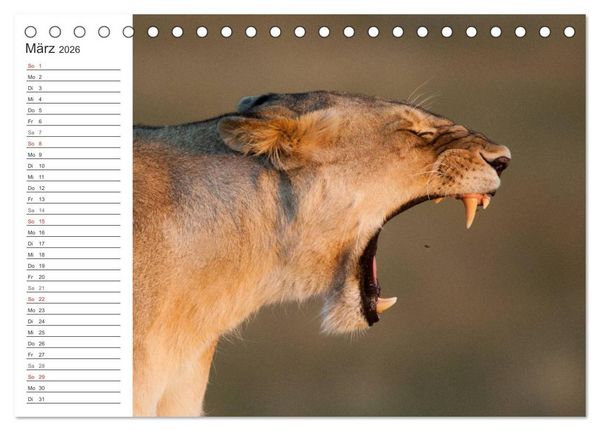 Produktbild: Emotionale Momente: Mein wildes Afrika (Tischkalender 2026 DIN A5 quer), CALVENDO Monatskalender
