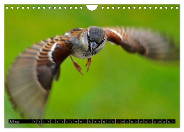 Produktbild: Die Sch&ouml;nheit der Gartenv&ouml;gel im Flug (Wandkalender 2026 DIN A4 quer), CALVENDO Monatskalender