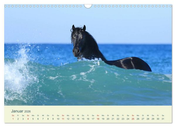 Produktbild: PFERDE & MEER (Wandkalender 2026 DIN A3 quer), CALVENDO Monatskalender