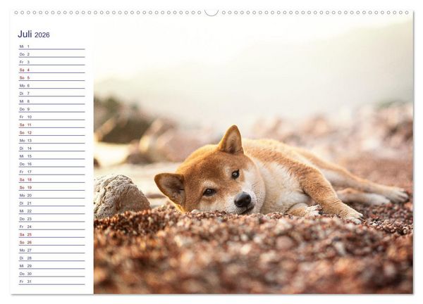 Produktbild: Japans Seelenhunde (Wandkalender 2026 DIN A2 quer), CALVENDO Monatskalender