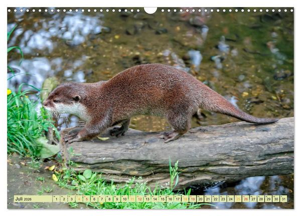 Produktbild: Fischotter - putzige Kerlchen und elegante Schwimmer (Wandkalender 2026 DIN A3 quer), CALVENDO Monatskalender