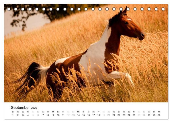 Produktbild: Pferde - Magdalena Strakova (Tischkalender 2026 DIN A5 quer), CALVENDO Monatskalender