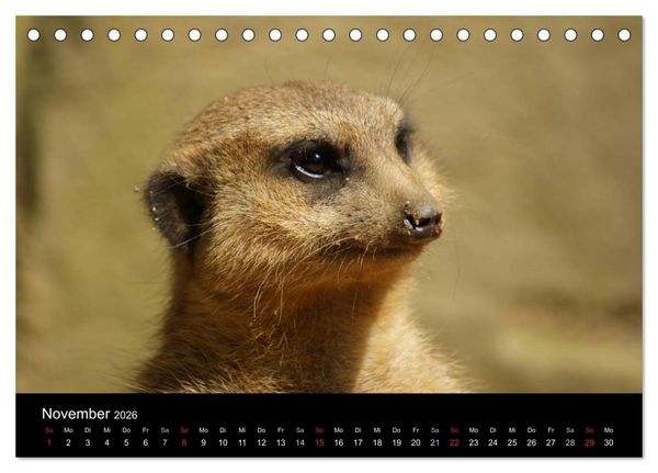Produktbild: Erdm&auml;nnchen &ndash; Zusammen sind wir stark / CH-Version (Tischkalender 2026 DIN A5 quer), CALVENDO Monatskalender