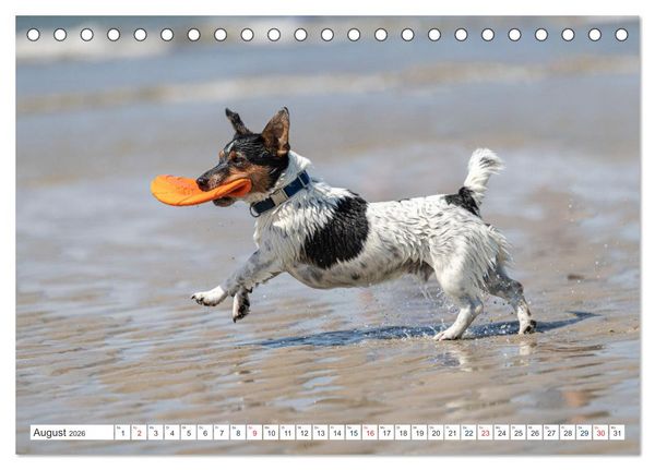 Produktbild: Jack Russell - Klein, aber oho! (Tischkalender 2026 DIN A5 quer), CALVENDO Monatskalender