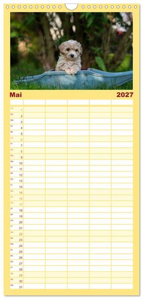 Produktbild: Familienplaner 2027 - Maltipoo Welpen mit 5 Spalten (Wandkalender, 21 x 45 cm) CALVENDO