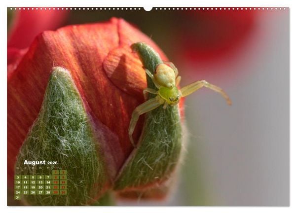Produktbild: Klein aber oho. Die bunte Welt der Insekten (hochwertiger Premium Wandkalender 2026 DIN A2 quer), Kunstdruck in Hochglanz
