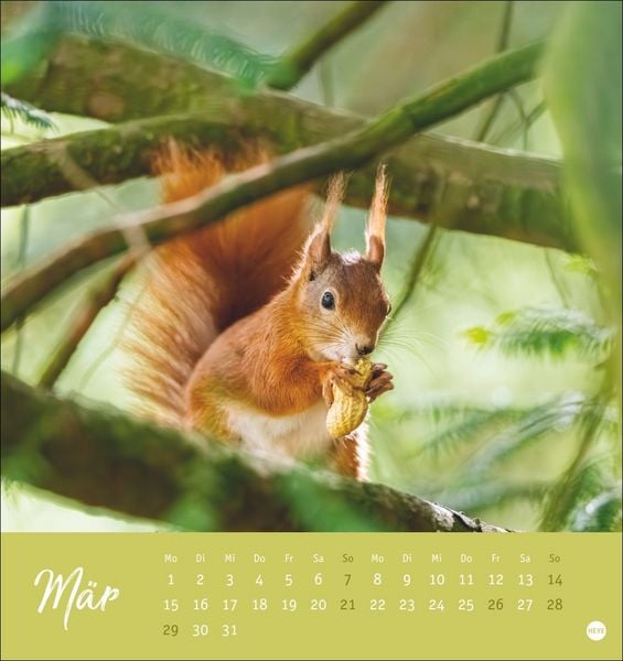 Produktbild: Eichh&ouml;rnchen Postkartenkalender 2027