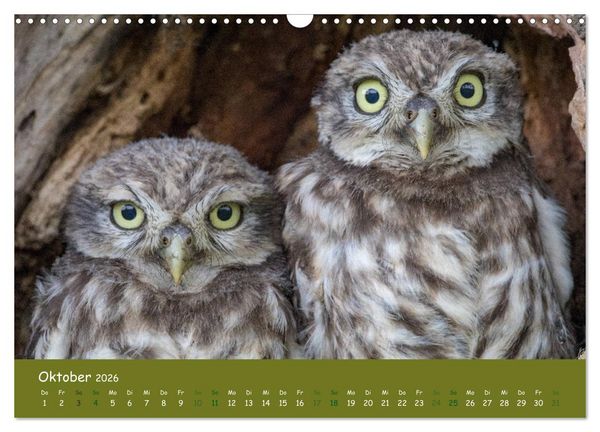 Produktbild: Steink&auml;uze (Athene noctua) (Wandkalender 2026 DIN A3 quer), CALVENDO Monatskalender