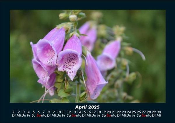 Produktbild: Blumenkalender 2025 Fotokalender DIN A5
