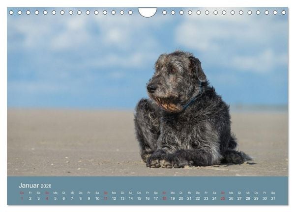 Produktbild: Irische Wolfshunde (Wandkalender 2026 DIN A4 quer), CALVENDO Monatskalender