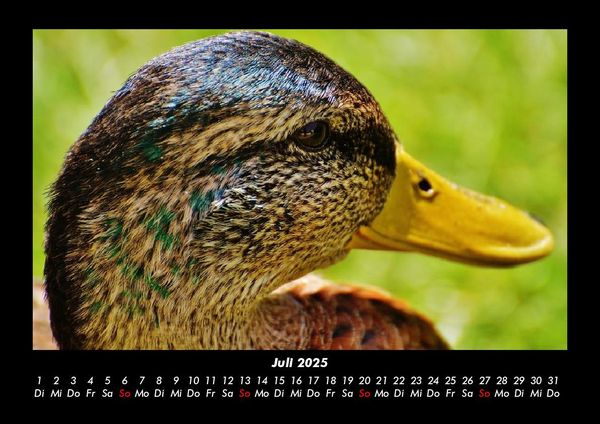 Produktbild: Enten 2025 Fotokalender DIN A3