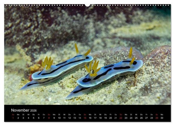 Produktbild: Unterwasserwelt Nacktschnecken (hochwertiger Premium Wandkalender 2026 DIN A2 quer), Kunstdruck in Hochglanz
