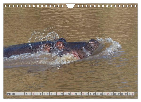 Produktbild: Emotionale Momente. Happy Hippo / CH-Version (Wandkalender 2026 DIN A4 quer), CALVENDO Monatskalender