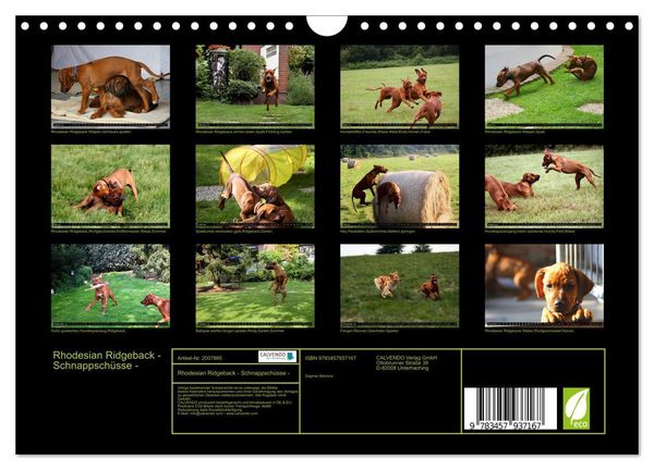 Produktbild: Rhodesian Ridgeback - Schnappsch&uuml;sse - (Wandkalender 2026 DIN A4 quer), CALVENDO Monatskalender