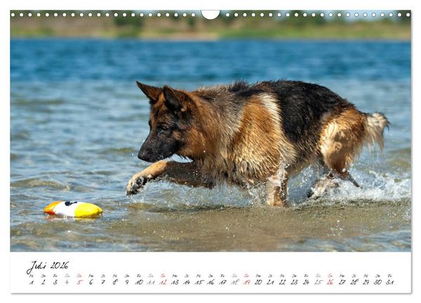 Produktbild: Deutsche Sch&auml;ferhunde - Traumhunde (Wandkalender 2026 DIN A3 quer), CALVENDO Monatskalender