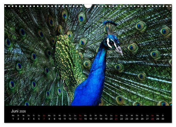 Produktbild: Tierisches (Wandkalender 2026 DIN A3 quer), CALVENDO Monatskalender