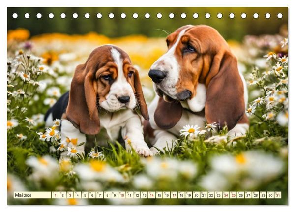 Produktbild: Basset Hound - unverkennbar (Tischkalender 2026 DIN A5 quer), CALVENDO Monatskalender