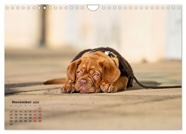 Produktbild: Eine kleine Bordeauxdogge entdeckt die Welt (Wandkalender 2026 DIN A4 quer), CALVENDO Monatskalender