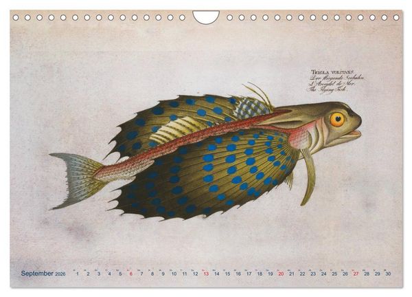 Produktbild: Antike Fischillustrationen nach Marcus Elieser Bloch (Wandkalender 2026 DIN A4 quer), CALVENDO Monatskalender