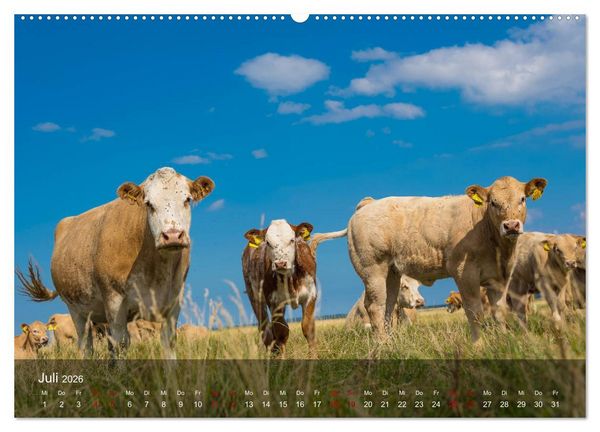 Produktbild: Insel Hiddensee - Wildromantisch unber&uuml;hrt (Wandkalender 2026 DIN A2 quer), CALVENDO Monatskalender