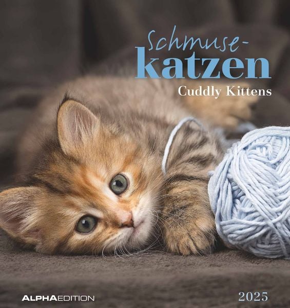 Schmusekatzen 2025 - Postkartenkalender 16x17 cm - Katzen - zum Aufstellen oder Aufhängen - Monatskalendarium - Gadget -