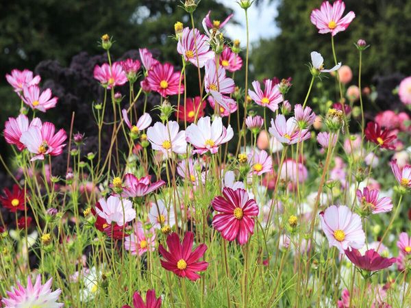 Produktbild: CALVENDO Puzzle Cosmea oder Schmuckk&ouml;rbchen in der Blumenwiese | 1000 Teile Lege-Gr&ouml;&szlig;e 64x48cm Foto-Puzzle f&uuml;r gl&uuml;ckliche Stunden