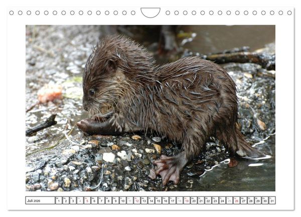 Produktbild: Kleine Schelme - Tierbabys (Wandkalender 2026 DIN A4 quer), CALVENDO Monatskalender