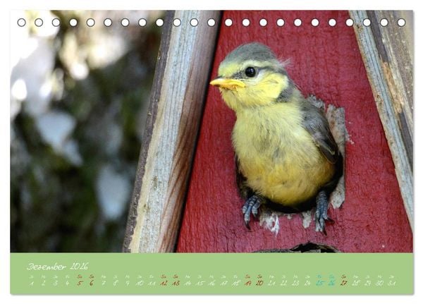 Produktbild: Die Blaumeise, Gast in unserem Garten (Tischkalender 2026 DIN A5 quer), CALVENDO Monatskalender