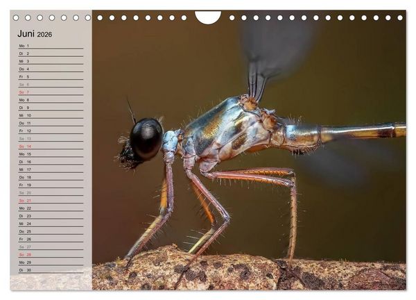 Produktbild: Die geheimnisvolle Welt der Insekten (Wandkalender 2026 DIN A4 quer), CALVENDO Monatskalender