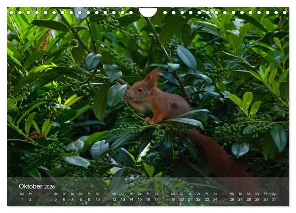 Produktbild: Spa&szlig; mit Eichh&ouml;rnchen-Kindern (Wandkalender 2026 DIN A4 quer), CALVENDO Monatskalender