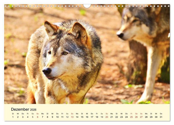 Produktbild: Scheue Wildtiere in heimischen W&auml;ldern und Bergen (Wandkalender 2026 DIN A3 quer), CALVENDO Monatskalender