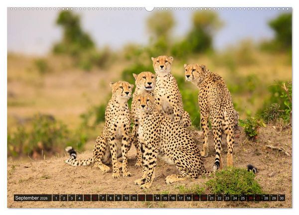 Produktbild: Auf Safari in Kenia 2026 (hochwertiger Premium Wandkalender 2026 DIN A2 quer), Kunstdruck in Hochglanz