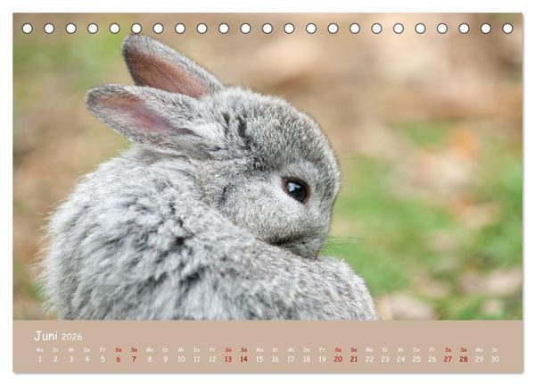 Produktbild: Flauschige Fellkn&auml;uel (Tischkalender 2026 DIN A5 quer), CALVENDO Monatskalender