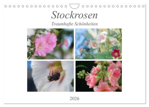 Stockrosen - Traumhafte Schönheiten (Wandkalender 2026 DIN A4 quer), CALVENDO Monatskalender