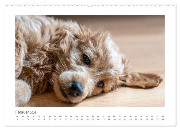 Produktbild: Mini Goldendoodle - Gl&uuml;ck ist ein Hund (hochwertiger Premium Wandkalender 2026 DIN A2 quer), Kunstdruck in Hochglanz