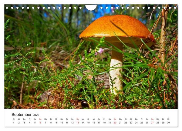 Produktbild: Heimische Pilze (Wandkalender 2026 DIN A4 quer), CALVENDO Monatskalender
