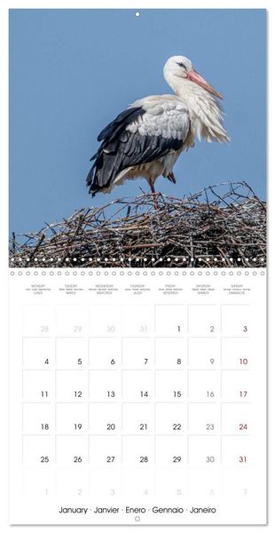 Produktbild: Whispers of Wings (Wall Calendar 2027 12 &times; 12 Inch) CALVENDO 12 Month Wall Calendar