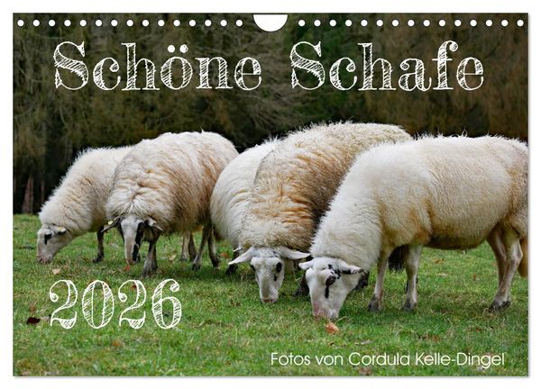 Produktbild: Sch&ouml;ne Schafe (Wandkalender 2026 DIN A4 quer), CALVENDO Monatskalender