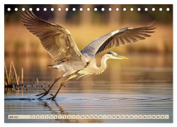 Produktbild: Silberreiher - pure Eleganz (Tischkalender 2027 DIN A5 quer), CALVENDO Monatskalender