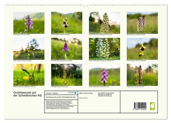 Produktbild: Orchideenzeit auf der Schw&auml;bischen Alb (hochwertiger Premium Wandkalender 2026 DIN A2 quer), Kunstdruck in Hochglanz