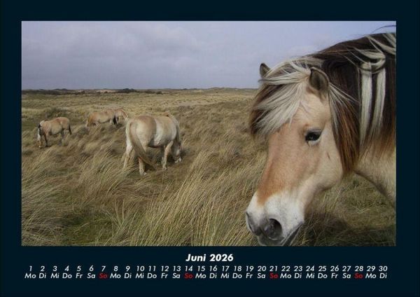 Produktbild: Pferdetraum 2026 Fotokalender DIN A4