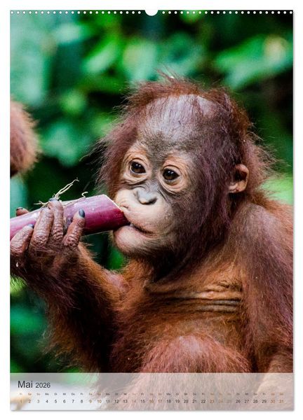 Produktbild: BORNEO Bedrohtes Paradies (Wandkalender 2026 DIN A2 hoch), CALVENDO Monatskalender