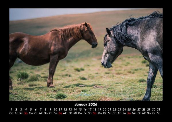 Produktbild: Die Welt der Pferde 2026 Fotokalender DIN A3