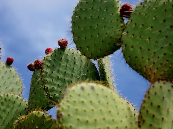 Produktbild: CALVENDO Puzzle Opuntia Leucotricha, Mexico | 1000 Teile Lege-Gr&ouml;&szlig;e 64x48cm Foto-Puzzle f&uuml;r gl&uuml;ckliche Stunden