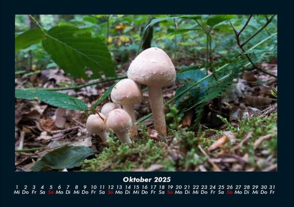 Produktbild: Pilzkalender 2025 Fotokalender DIN A4