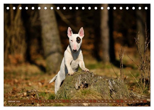 Produktbild: Bullterrier, Powerpakete auf 4 Pfoten (Tischkalender 2026 DIN A5 quer), CALVENDO Monatskalender