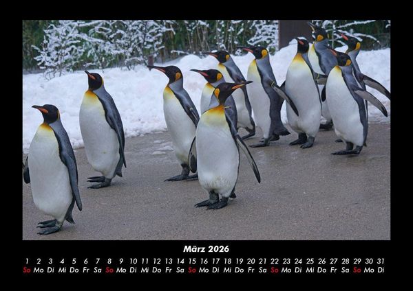 Produktbild: Pinguine & Eisb&auml;ren 2026 Fotokalender DIN A3