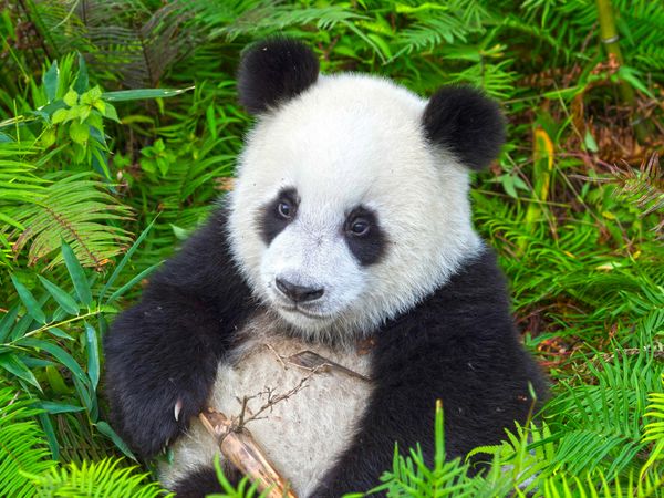 Produktbild: CALVENDO Puzzle Ein Motiv aus dem Kalender Der Gro&szlig;e Panda Ein kuscheliger Geselle | 1000 Teile Lege-Gr&ouml;&szlig;e 64x48cm Foto-Puzzle f&uuml;r gl&uuml;ckliche Stunden