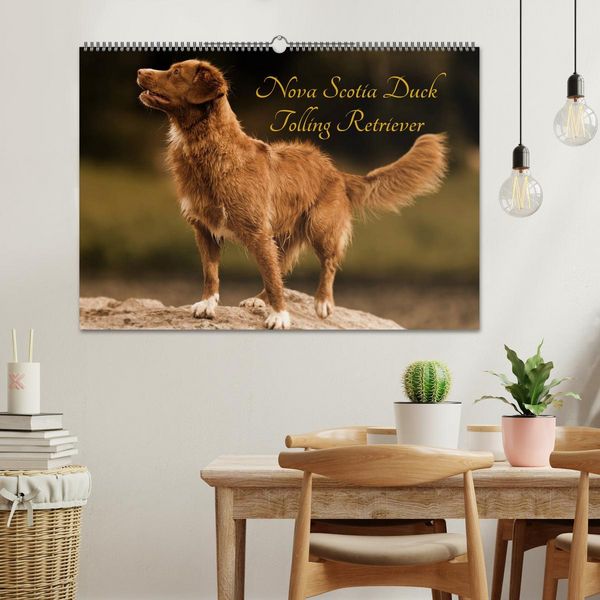 Produktbild: Nova Scotia Duck Tolling Retriever (Wandkalender 2026 DIN A2 quer), CALVENDO Monatskalender