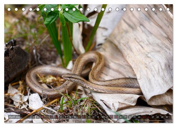 Produktbild: Reptilien auf Madagaskar (Tischkalender 2026 DIN A5 quer), CALVENDO Monatskalender